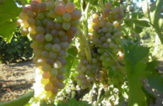 Секреты выращивания винограда из косточки