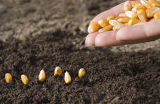 Как правильно посадить кукурузу в открытый грунт