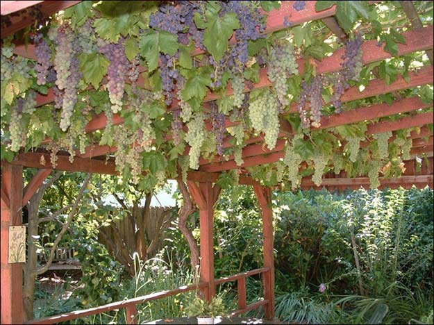 Как посадить дикий виноград: способы высаживания вдоль забора