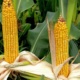 Тонкости посадки кукурузы на даче