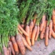 Секреты и тонкости ухода за морковью после посадки