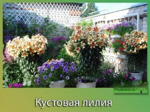 Посадка и уход за кустовыми лилиями Посадка и уход за кустовыми лилиями