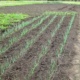 Тонкости выращивания лука из севка