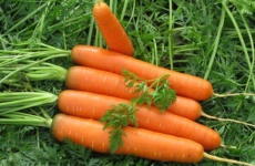 Как вырастить морковь на малоплодородных грунтах