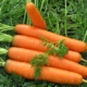 Как вырастить морковь на малоплодородных грунтах