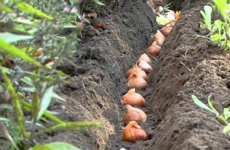 Как правильно посадить тюльпаны осенью