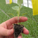 Цветная капуста – эффективные способы выращивания рассады