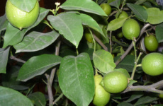 Выращивание лимона павловского дома