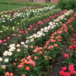 Бордюрные розы – изысканное украшение участка