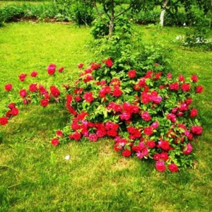Цветение все лето – выбираем почвопокровные розы