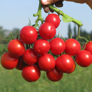 Сибирская селекция томатов – улучшаем урожай