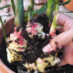 Экзотика на подоконнике – секреты выращивания имбиря