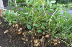 Арахис – увлекательно о выращивании земляных орешков