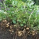 Арахис – увлекательно о выращивании земляных орешков