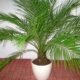 Маленькие секреты выращивания из косточки финиковой пальмы