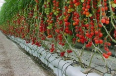 Гидропоника – осваиваем новые технологии выращивания растений