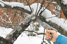 Зимний уход за деревьями – необходимость обрезки