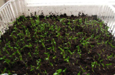 Выращивание корневого сельдерея с помощью рассады