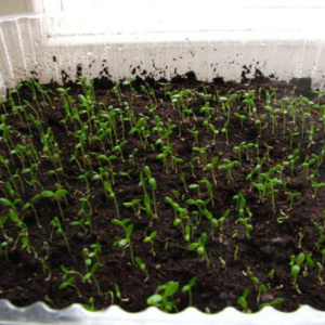 Выращивание корневого сельдерея с помощью рассады