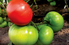 Выбираем семена для открытого грунта – каким томатам отдать предпочтение?