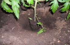 Томаты – все секреты выращивания крепкой здоровой рассады