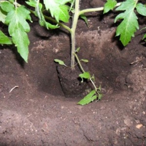 Томаты – все секреты выращивания крепкой здоровой рассады