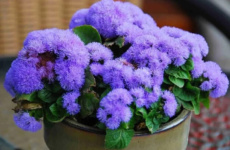 Агератум – выращиваем небесные помпончики для вашего цветника