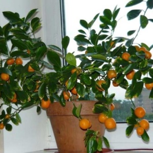 Урожай мандаринов с подоконника – все секреты ухода за чудесным деревцем