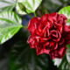 Уход за китайской розой – приятное хобби для цветоводов