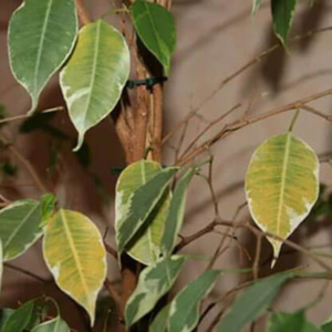 Причины сбрасывания листьев фикусом бенджамина и их исправление