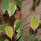 Причины сбрасывания листьев фикусом бенджамина и их исправление