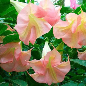 Гибискус – идеальный цветок для ленивых цветоводов
