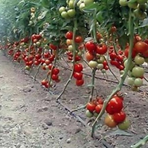 Новинка для огородников – детерминантные сорта помидоров