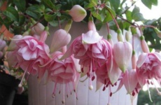 Фуксия – любимое растение ленивого цветовода