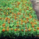 Выращиваем бархатцы – неприхотливое растение с большим количеством достоинств