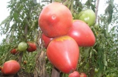 Правильный выбор каждого огородника – томат Розовый мед