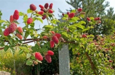Тонкости выращивания малинового дерева